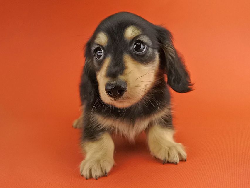 カニンヘンダックス オーシャン & ナイトの子犬 ブラックイエロー 男の子