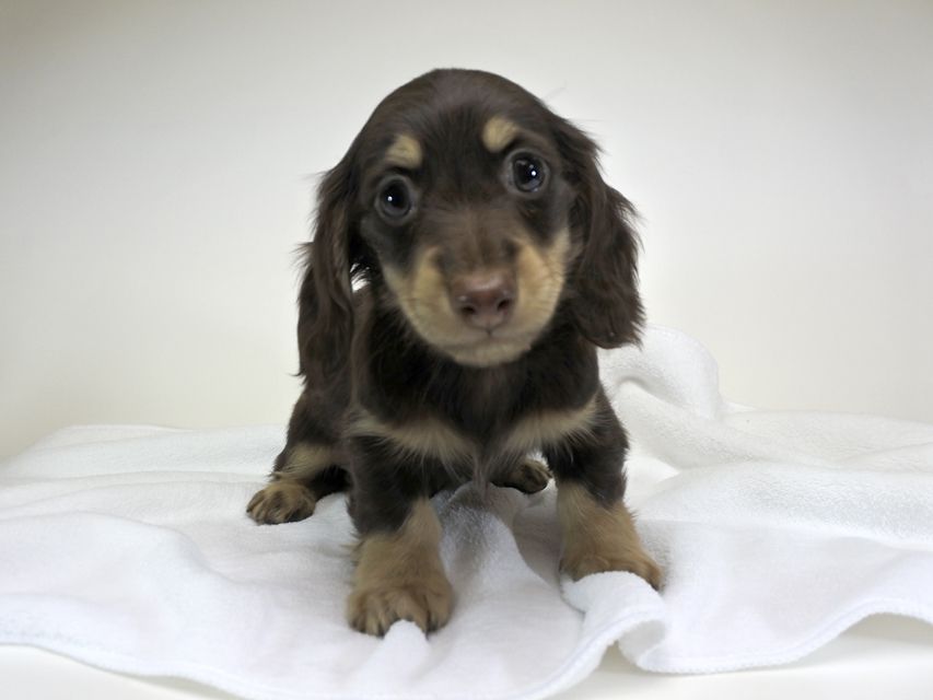 カニンヘンダックスフンド チョコ.mh & バロン.mhの子犬 チョコクリーム 男の子 お写真初登場
