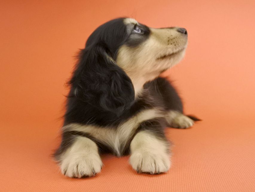 カニンヘンダックス オーシャン & ナイトの子犬 ブラックイエロー 男の子