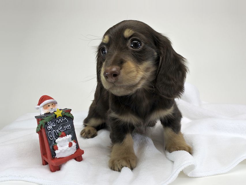 カニンヘンダックスフンド チョコ.mh & バロン.mhの子犬 チョコクリーム 男の子 お写真初登場