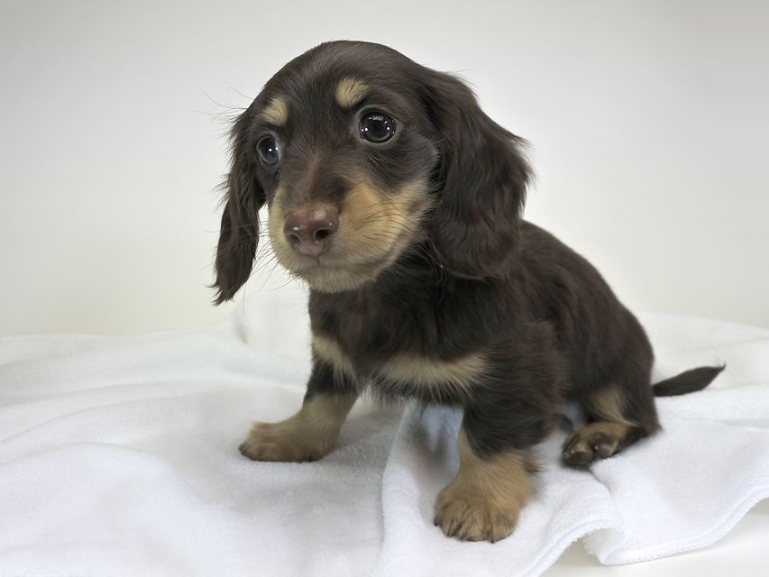 カニンヘンダックスフンド チョコ.mh & バロン.mhの子犬 チョコクリーム 男の子 お写真初登場
