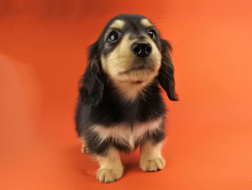 カニンヘンダックス オーシャン & ナイトの子犬 ブラックイエロー 男の子