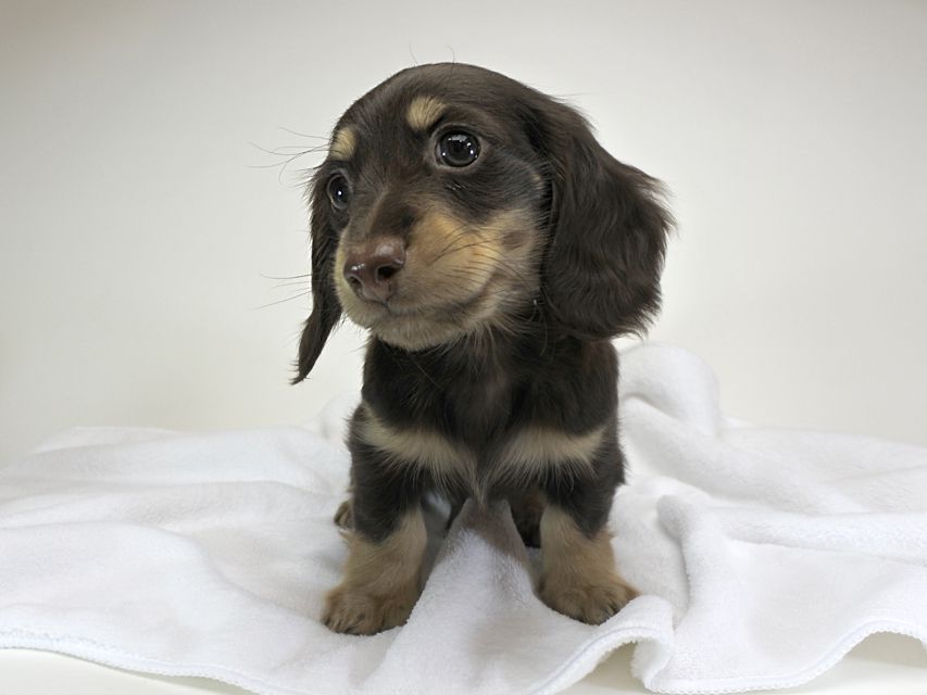 カニンヘンダックスフンド チョコ.mh & バロン.mhの子犬 チョコクリーム 男の子 お写真初登場