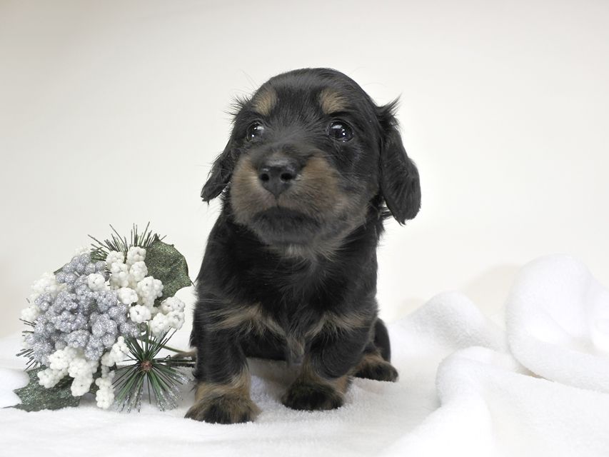 カニンヘンダックスフンド アン.hb & セナ君の子犬 ブラックタン 女の子 お写真初登場