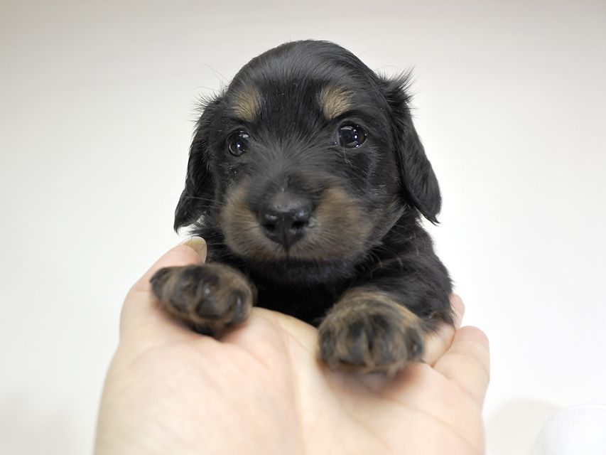 カニンヘンダックスフンド アン.hb & セナ君の子犬 ブラックタン 女の子 お写真初登場