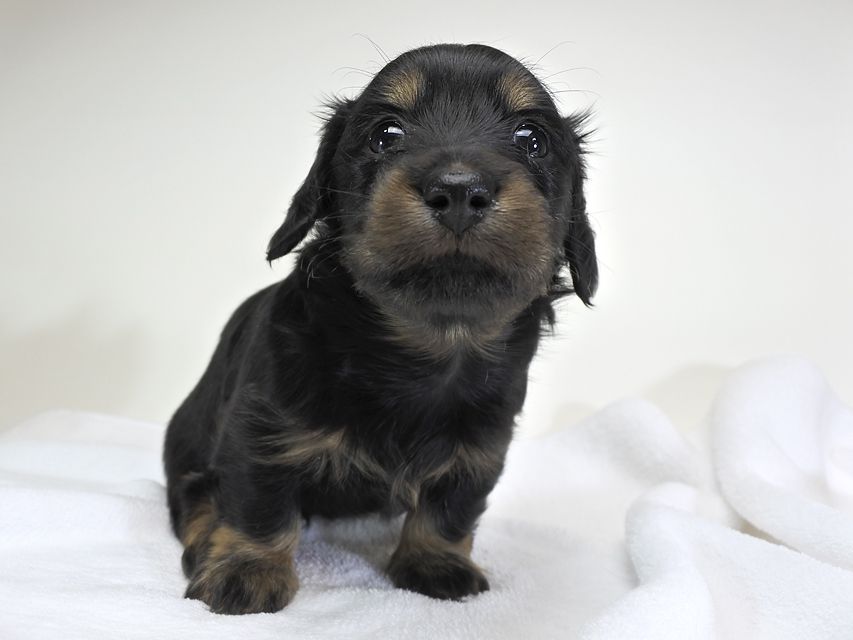 カニンヘンダックスフンド アン.hb & セナ君の子犬 ブラックタン 女の子 お写真初登場