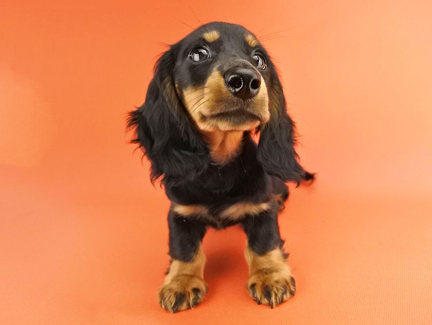 カニンヘンダックス ルース & バロンの子犬 ブラックタン 男の子