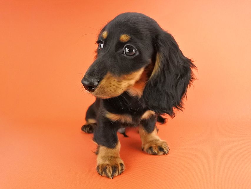 カニンヘンダックス ルース & バロンの子犬 ブラックタン 男の子