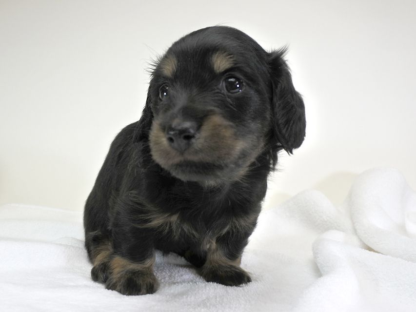 カニンヘンダックスフンド アン.hb & セナ君の子犬 ブラックタン 女の子 お写真初登場