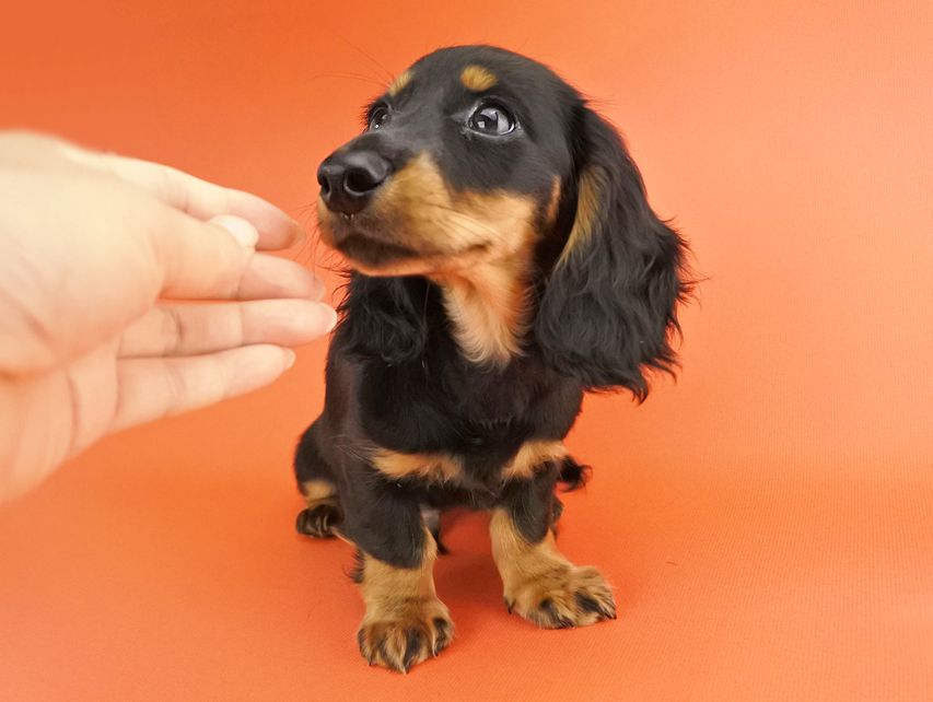 カニンヘンダックス ルース & バロンの子犬 ブラックタン 男の子