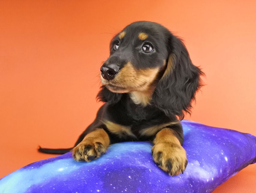 カニンヘンダックス ルース & バロンの子犬 ブラックタン 男の子