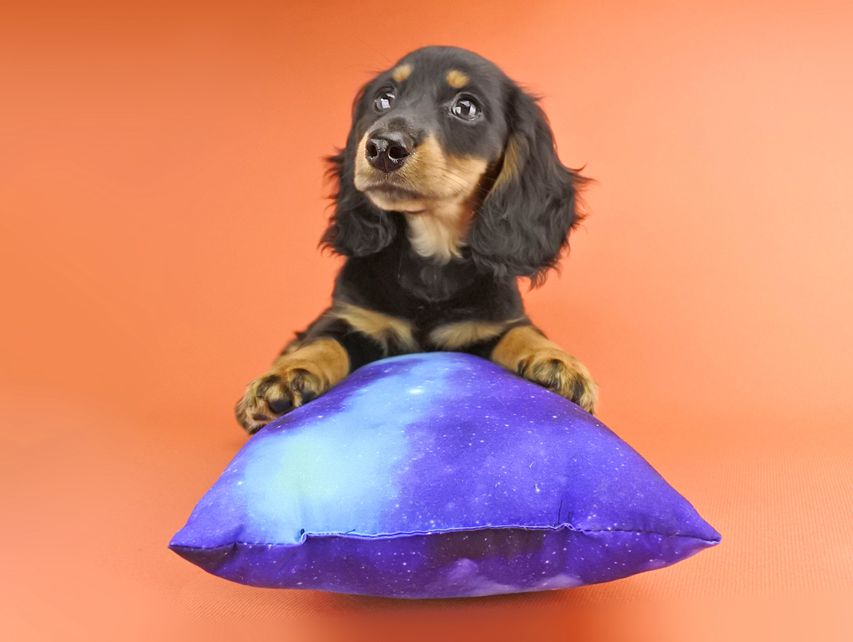 カニンヘンダックス ルース & バロンの子犬 ブラックタン 男の子