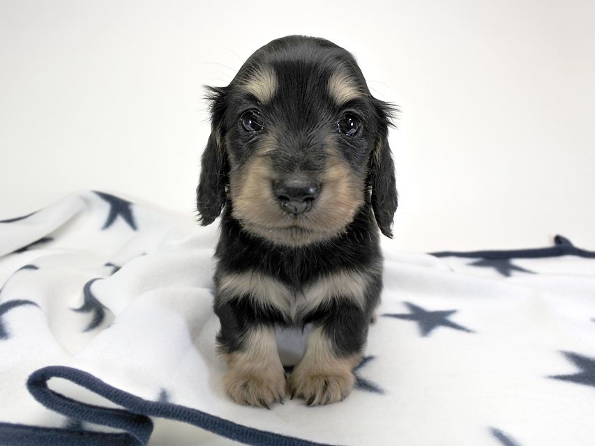 カニンヘンダックスフンド わかば & アレックスの子犬 ブラッククリーム 男の子 お写真初登場