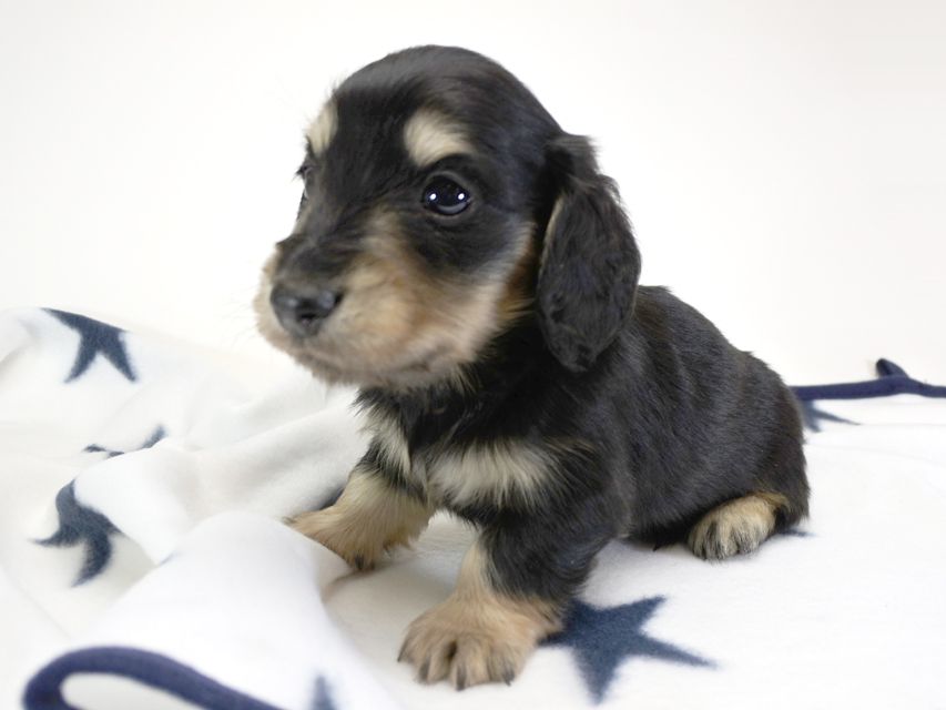 カニンヘンダックスフンド わかば & アレックスの子犬 ブラッククリーム 男の子 お写真初登場