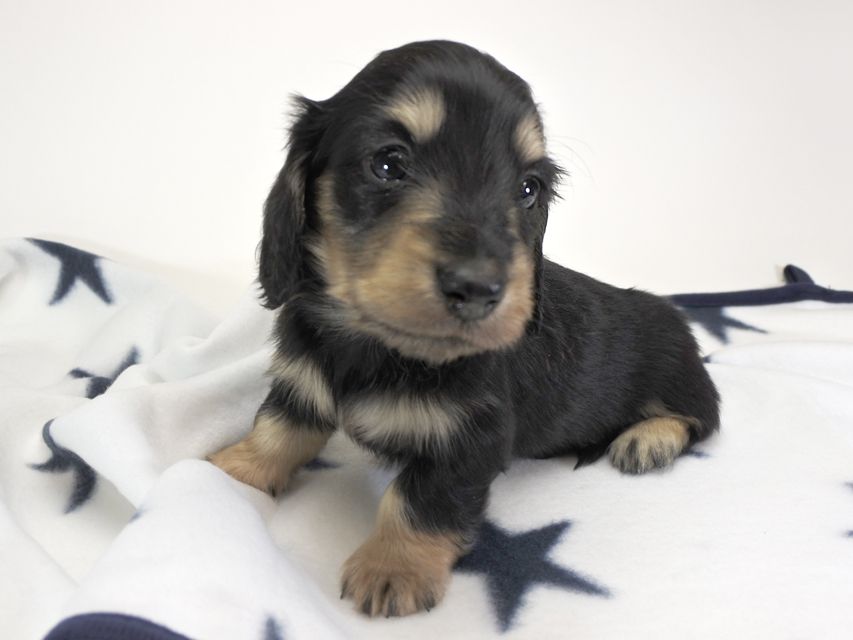 カニンヘンダックスフンド わかば & アレックスの子犬 ブラッククリーム 男の子 お写真初登場