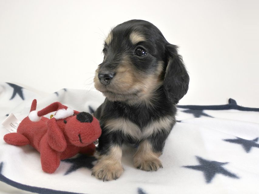 カニンヘンダックスフンド わかば & アレックスの子犬 ブラッククリーム 男の子 お写真初登場