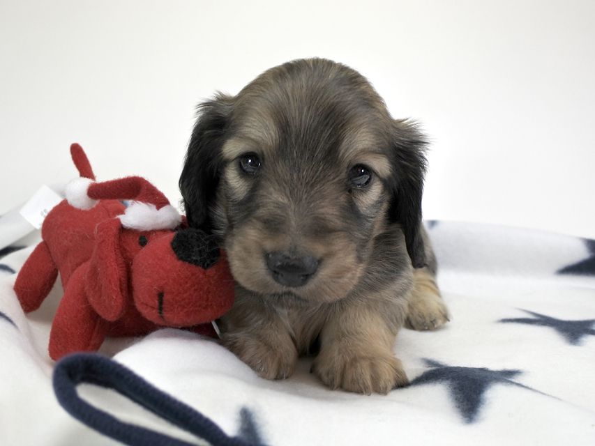 カニンヘンダックスフンド わかば & アレックスの子犬 シェーデットクリーム 男の子 お写真初登場