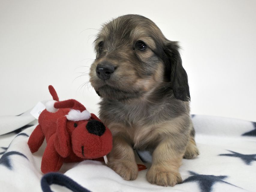カニンヘンダックスフンド わかば & アレックスの子犬 シェーデットクリーム 男の子 お写真初登場