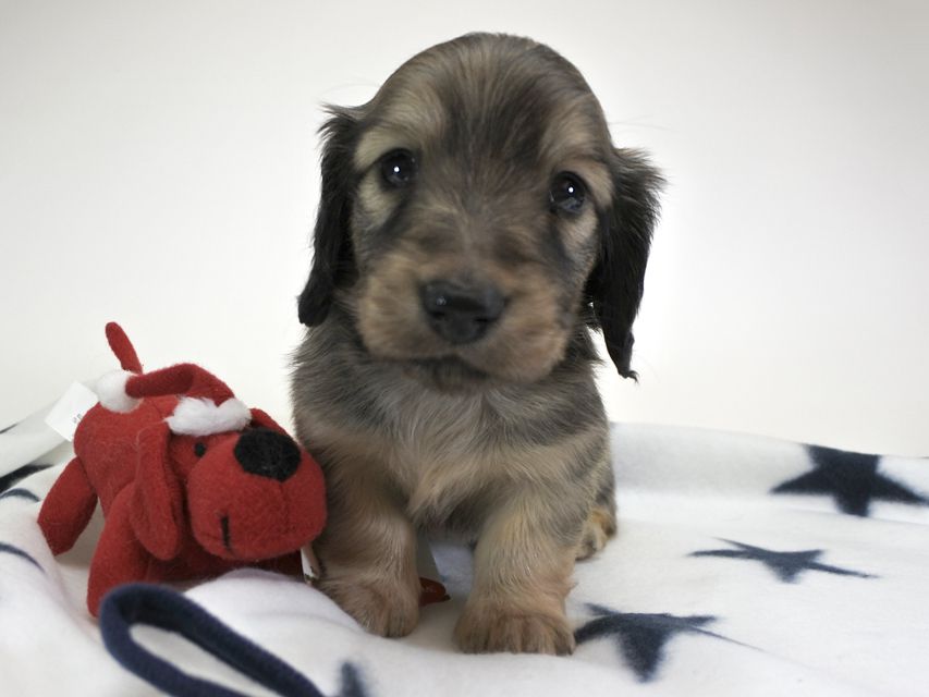 カニンヘンダックスフンド わかば & アレックスの子犬 シェーデットクリーム 男の子 お写真初登場