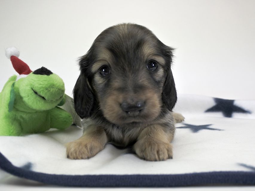 カニンヘンダックスフンド わかば & アレックスの子犬 シェーデットクリーム 女の子 お写真初登場