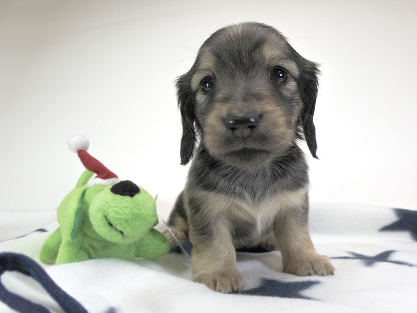 カニンヘンダックスフンド わかば & アレックスの子犬 シェーデットクリーム 女の子 お写真初登場