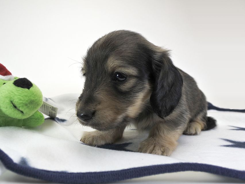 カニンヘンダックスフンド わかば & アレックスの子犬 シェーデットクリーム 女の子 お写真初登場