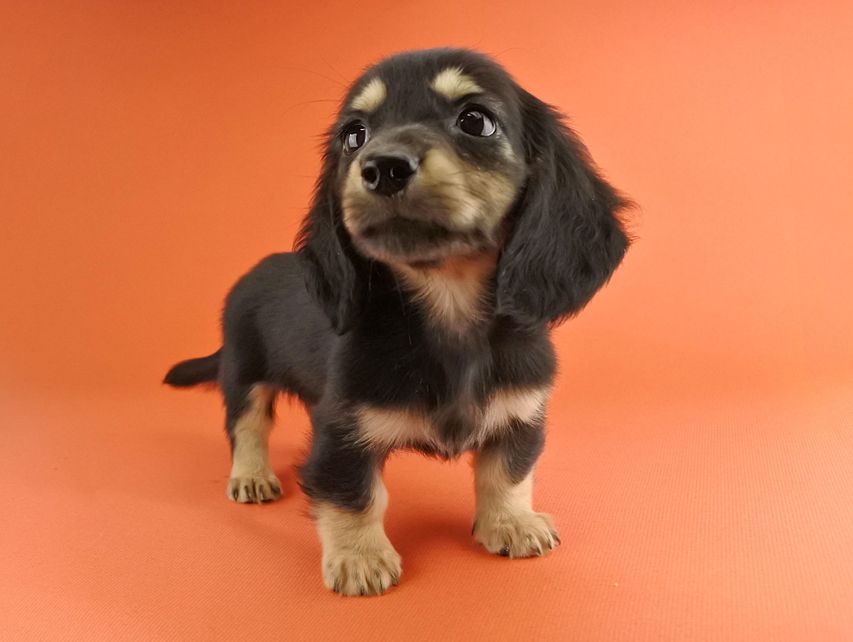 カニンヘンダックス スワン & ジムダンディの子犬 ブラックイエロー（ブラッククリーム） 男の子