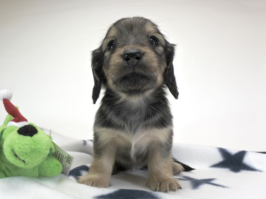 カニンヘンダックスフンド わかば & アレックスの子犬 シェーデットクリーム 女の子 お写真初登場