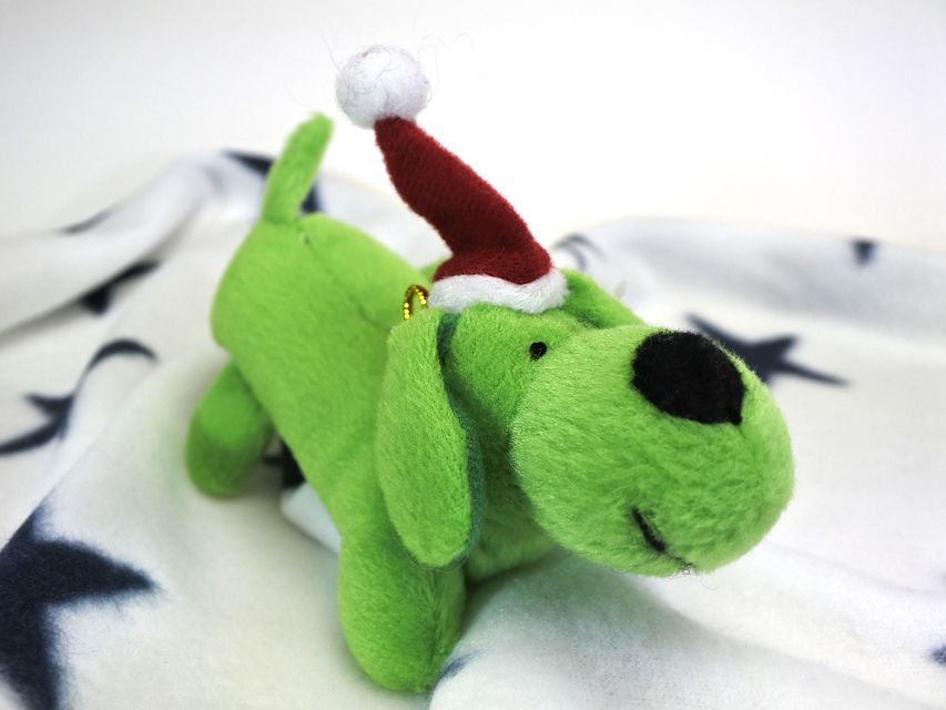 カニンヘンダックスフンド わかば & アレックスの子犬 シェーデットクリーム 女の子 お写真初登場