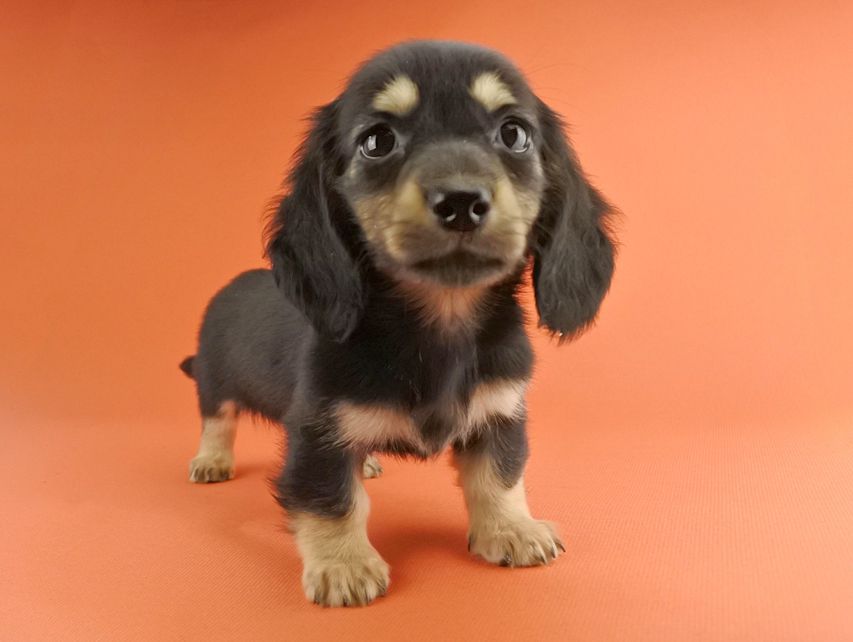 カニンヘンダックス スワン & ジムダンディの子犬 ブラックイエロー（ブラッククリーム） 男の子