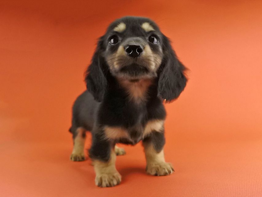 カニンヘンダックス スワン & ジムダンディの子犬 ブラックイエロー（ブラッククリーム） 男の子