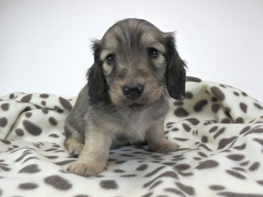 カニンヘンダックスフンド わかば & アレックスの子犬 シェーデットクリーム 男の子_DSC8068 カニンヘンダックスフンド わかば & アレックスの子犬 シェーデットクリーム 男の子