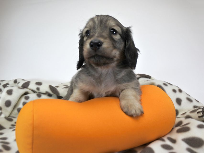 カニンヘンダックスフンド わかば & アレックスの子犬 シェーデットクリーム 男の子_DSC8071 カニンヘンダックスフンド わかば & アレックスの子犬 シェーデットクリーム 男の子