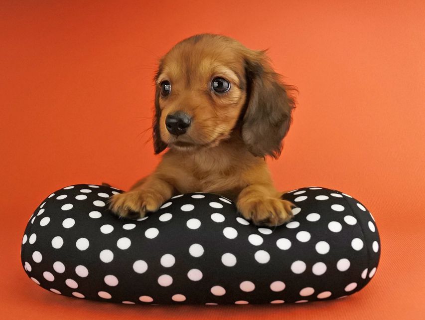 カニンヘンダックス スワン & ジムダンディの子犬 レッド 男の子_DSC8111 カニンヘンダックス スワン & ジムダンディの子犬 レッド 男の子