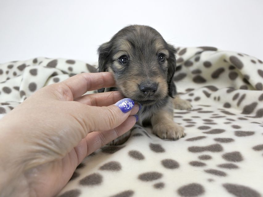 カニンヘンダックスフンド わかば & アレックスの子犬 シェーデットクリーム 女の子