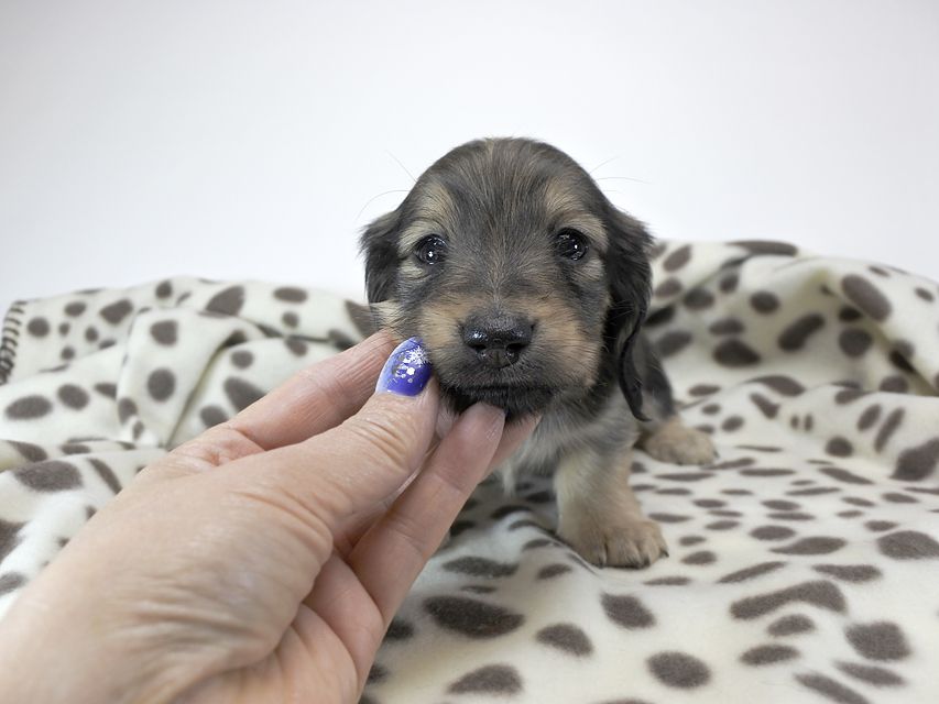 カニンヘンダックスフンド わかば & アレックスの子犬 シェーデットクリーム 女の子