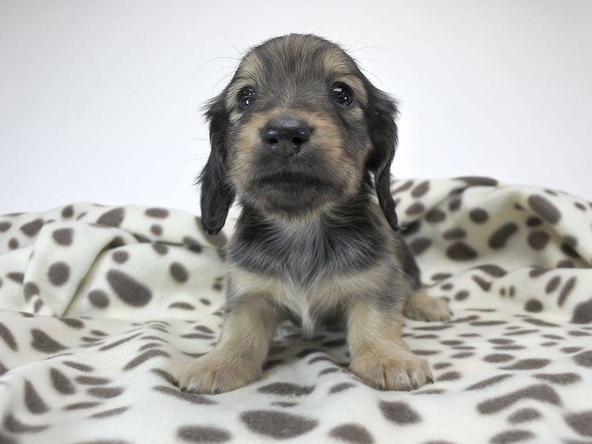 カニンヘンダックスフンド わかば & アレックスの子犬 シェーデットクリーム 女の子