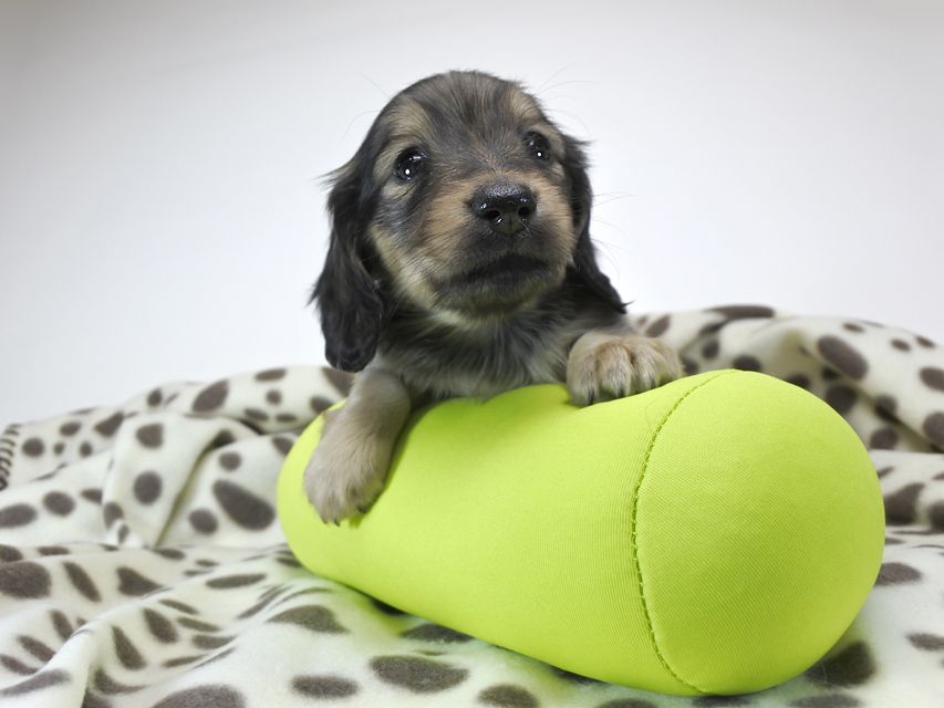 カニンヘンダックスフンド わかば & アレックスの子犬 シェーデットクリーム 女の子