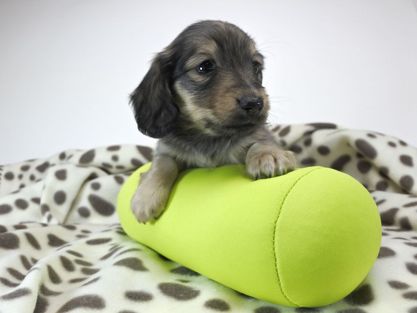 カニンヘンダックスフンド わかば & アレックスの子犬 シェーデットクリーム 女の子