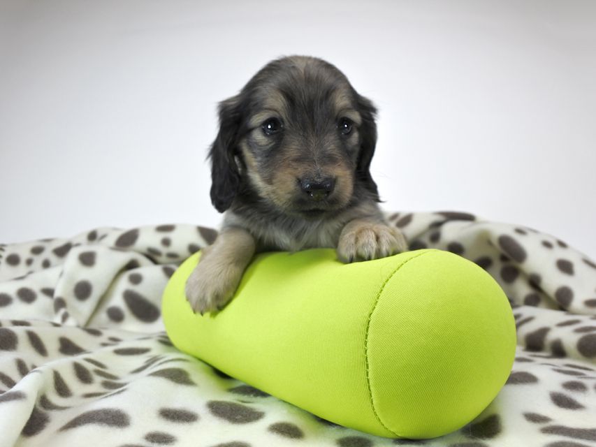 カニンヘンダックスフンド わかば & アレックスの子犬 シェーデットクリーム 女の子