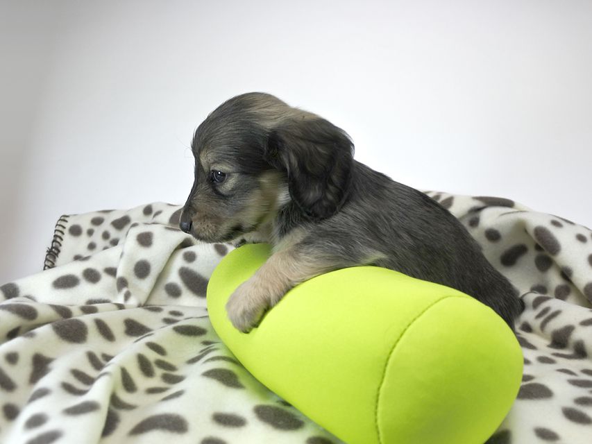 カニンヘンダックスフンド わかば & アレックスの子犬 シェーデットクリーム 女の子