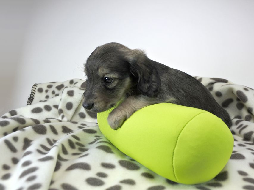 カニンヘンダックスフンド わかば & アレックスの子犬 シェーデットクリーム 女の子