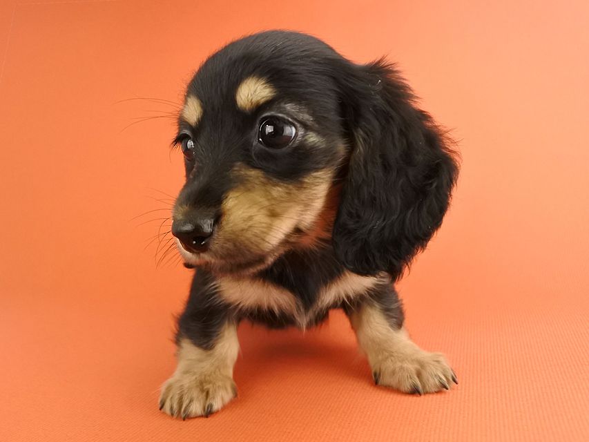 カニンヘンダックス スワン & ジムダンディの子犬 ブラックタン 女の子