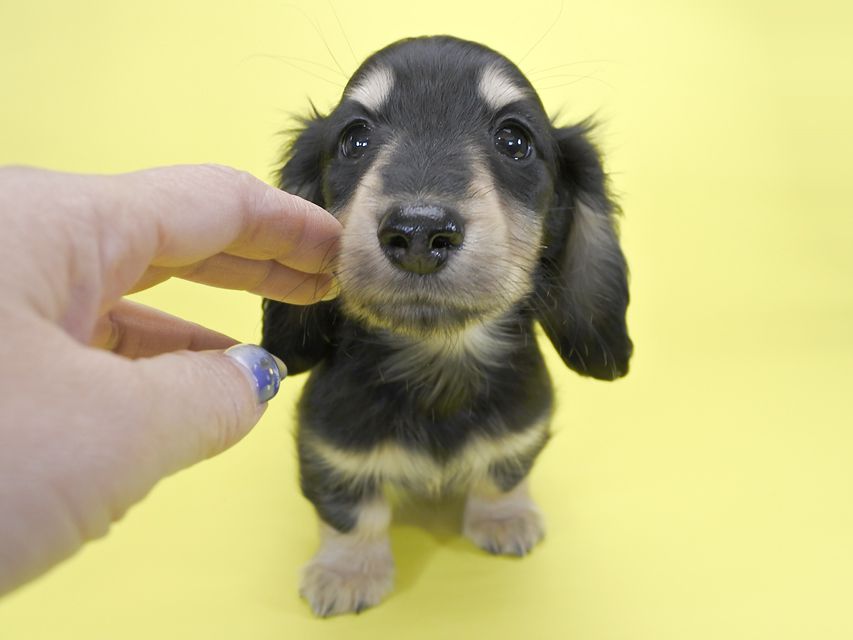 ダックスフンド わかば & アレックスの子犬 ブラッククリーム 男の子_DSC8289 ダックスフンド わかば & アレックスの子犬 ブラッククリーム 男の子