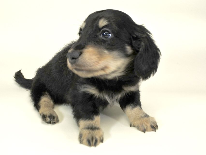 ダックスフンド かえで & オスカルの子犬 ブラッククリーム 男の子 お写真初登場