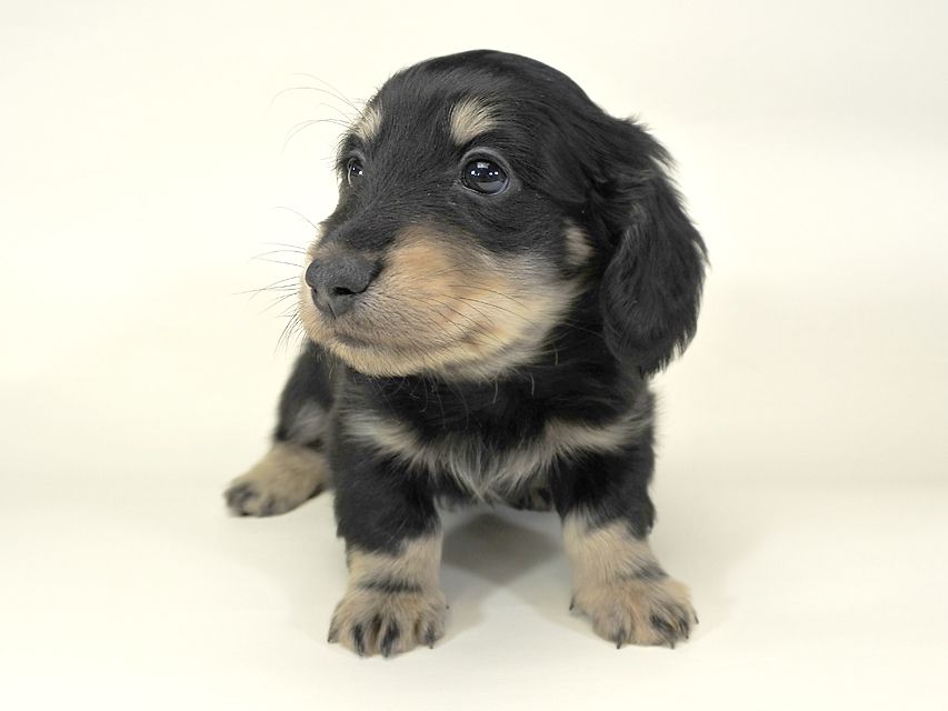 ダックスフンド かえで & オスカルの子犬 ブラッククリーム 男の子 お写真初登場
