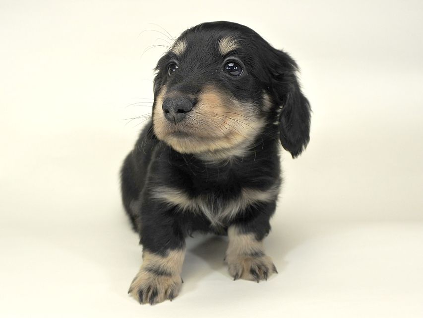 ダックスフンド かえで & オスカルの子犬 ブラッククリーム 男の子 お写真初登場