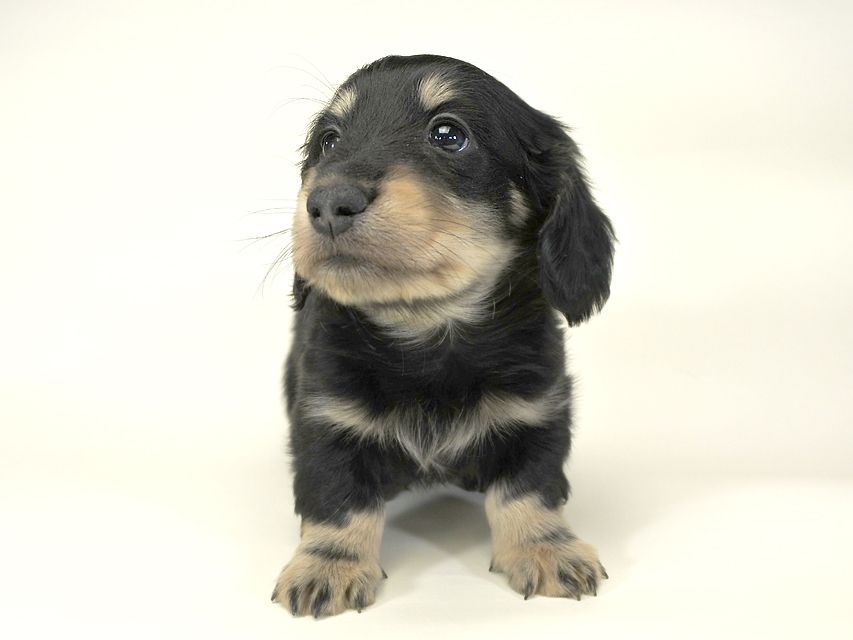 ダックスフンド かえで & オスカルの子犬 ブラッククリーム 男の子 お写真初登場