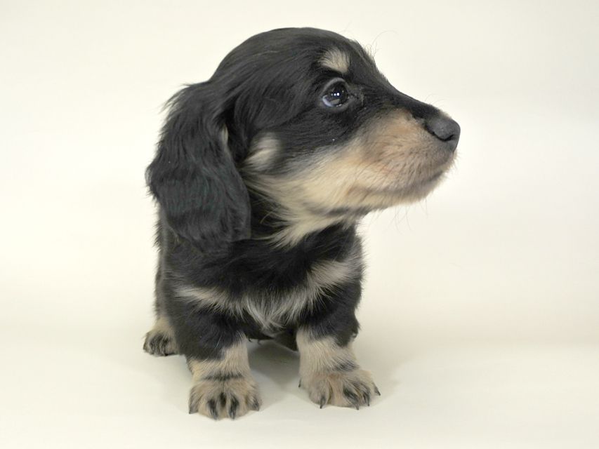 ダックスフンド かえで & オスカルの子犬 ブラッククリーム 男の子 お写真初登場