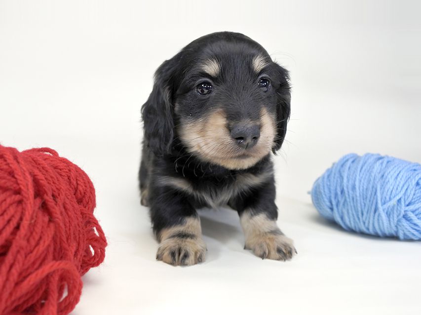 ダックスフンド かえで & オスカルの子犬 ブラッククリーム 男の子 お写真初登場